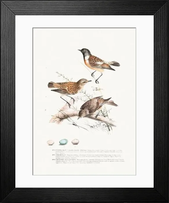 Framed Print : Vintage Bird Illustration: An exquisite depiction of British birds from the 19th century