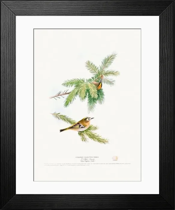 Framed Print : Vintage Bird Illustration: An exquisite depiction of British birds from the 19th century Framed Print : Vintage Bird Illustration: An exquisite depiction of British birds from the 19th century