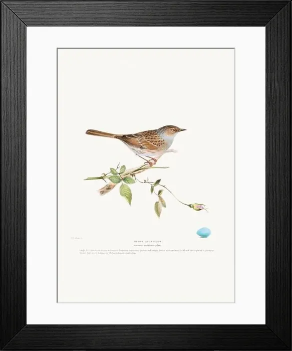 Framed Print : Vintage Bird Illustration: An exquisite depiction of British birds from the 19th century Framed Print : Vintage Bird Illustration: An exquisite depiction of British birds from the 19th century