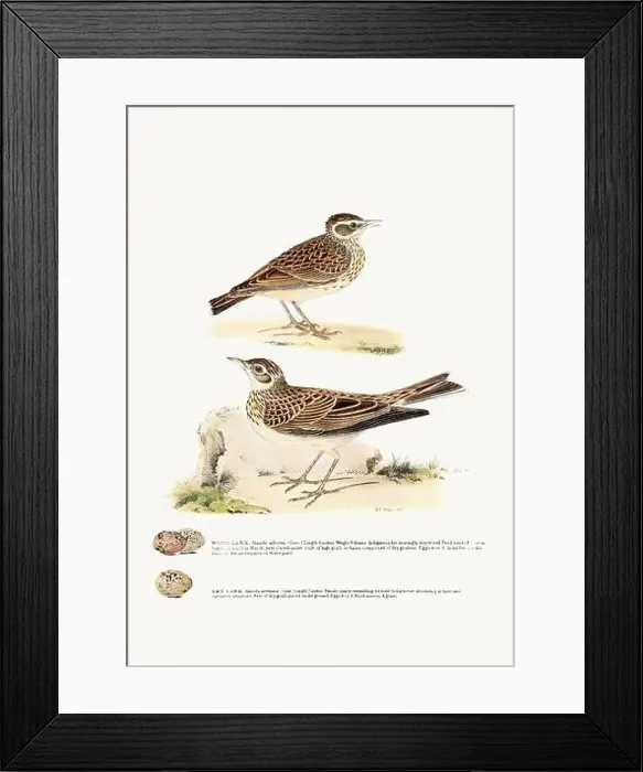 Framed Print : Vintage Bird Illustration: An exquisite depiction of British birds from the 19th century Framed Print : Vintage Bird Illustration: An exquisite depiction of British birds from the 19th century