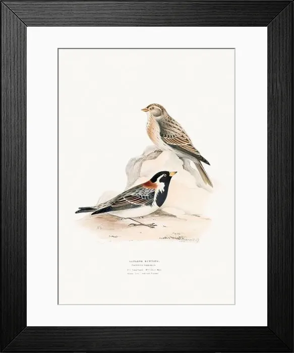 Framed Print : Vintage Bird Illustration: An exquisite depiction of British birds from the 19th century Framed Print : Vintage Bird Illustration: An exquisite depiction of British birds from the 19th century