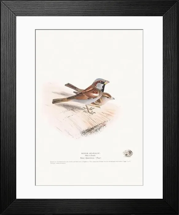 Framed Print : Vintage Bird Illustration: An exquisite depiction of British birds from the 19th century Framed Print : Vintage Bird Illustration: An exquisite depiction of British birds from the 19th century