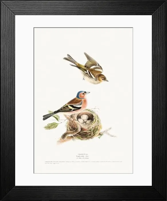 Framed Print : Vintage Bird Illustration: An exquisite depiction of British birds from the 19th century Framed Print : Vintage Bird Illustration: An exquisite depiction of British birds from the 19th century
