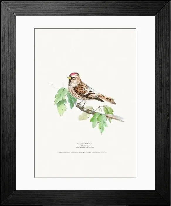 Framed Print : Vintage Bird Illustration: An exquisite depiction of British birds from the 19th century Framed Print : Vintage Bird Illustration: An exquisite depiction of British birds from the 19th century