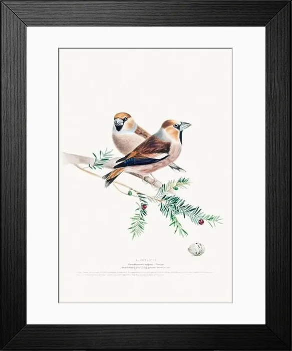 Framed Print : Vintage Bird Illustration: An exquisite depiction of British birds from the 19th century Framed Print : Vintage Bird Illustration: An exquisite depiction of British birds from the 19th century
