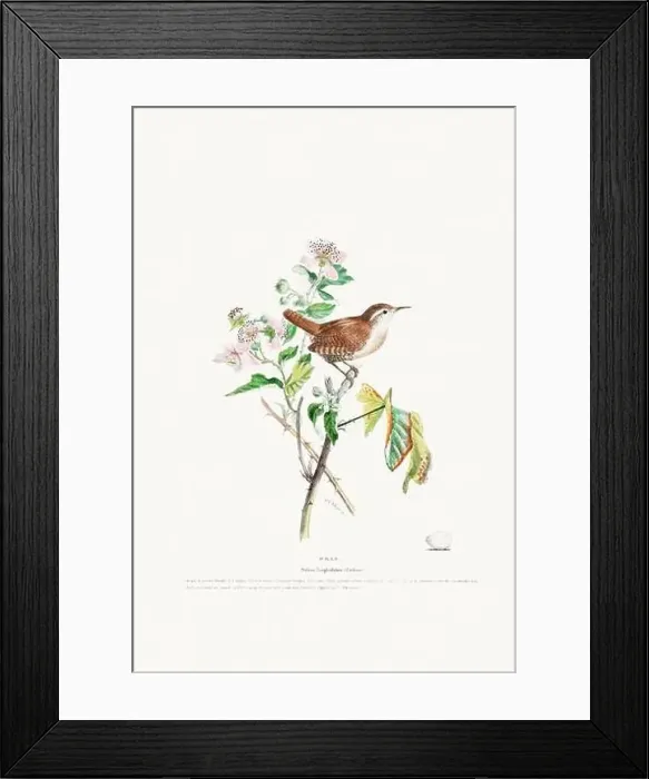 Framed Print : Vintage Bird Illustration: An exquisite depiction of British birds from the 19th century Framed Print : Vintage Bird Illustration: An exquisite depiction of British birds from the 19th century