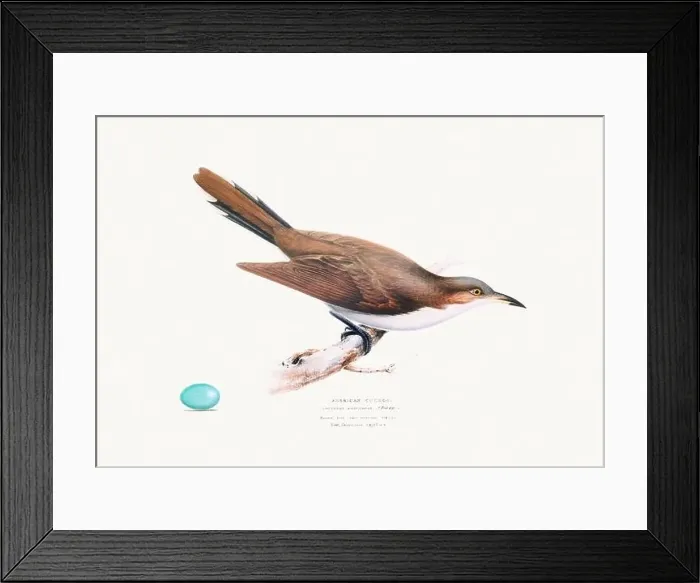 Framed Print : Vintage Bird Illustration: An exquisite depiction of British birds from the 19th century Framed Print : Vintage Bird Illustration: An exquisite depiction of British birds from the 19th century