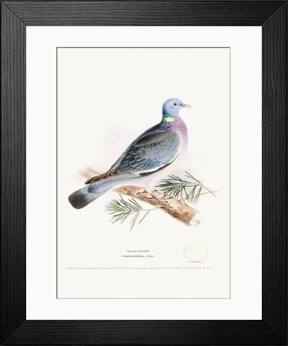 Framed Print : Vintage Bird Illustration: An exquisite depiction of British birds from the 19th century Framed Print : Vintage Bird Illustration: An exquisite depiction of British birds from the 19th century