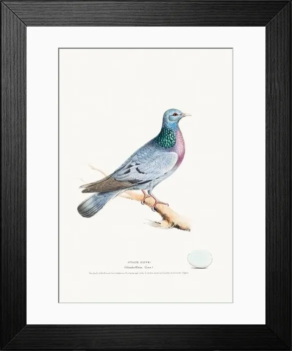 Framed Print : Vintage Bird Illustration: An exquisite depiction of British birds from the 19th century Framed Print : Vintage Bird Illustration: An exquisite depiction of British birds from the 19th century