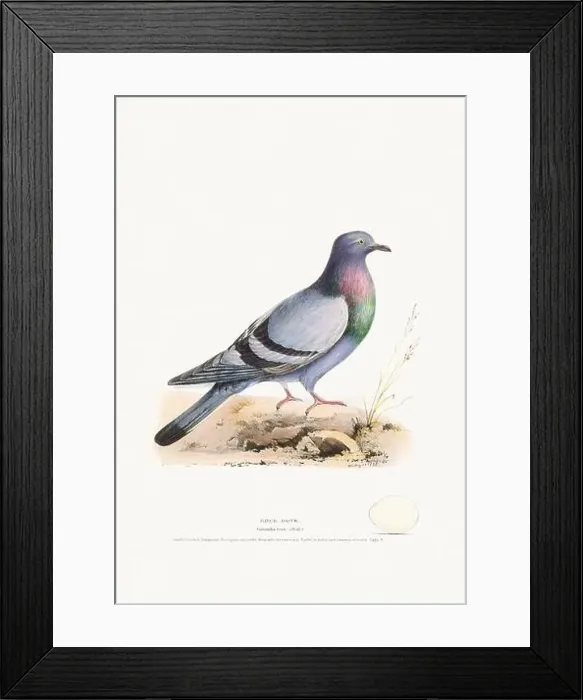 Framed Print : Vintage Bird Illustration: An exquisite depiction of British birds from the 19th century Framed Print : Vintage Bird Illustration: An exquisite depiction of British birds from the 19th century