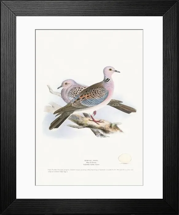 Framed Print : Vintage Bird Illustration: An exquisite depiction of British birds from the 19th century Framed Print : Vintage Bird Illustration: An exquisite depiction of British birds from the 19th century