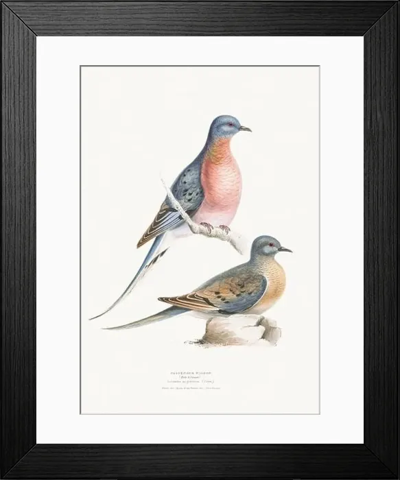 Framed Print : Vintage Bird Illustration: An exquisite depiction of British birds from the 19th century Framed Print : Vintage Bird Illustration: An exquisite depiction of British birds from the 19th century