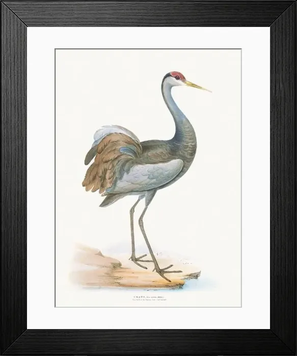 Framed Print : Vintage Bird Illustration: An exquisite depiction of British birds from the 19th century Framed Print : Vintage Bird Illustration: An exquisite depiction of British birds from the 19th century
