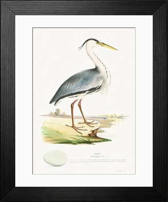 Framed Print : Vintage Bird Illustration: An exquisite depiction of British birds from the 19th century Framed Print : Vintage Bird Illustration: An exquisite depiction of British birds from the 19th century