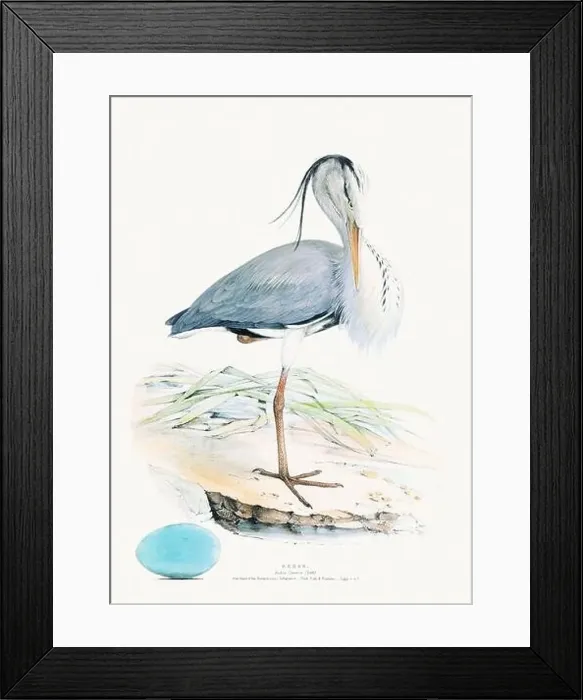Framed Print : Vintage Bird Illustration: An exquisite depiction of British birds from the 19th century Framed Print : Vintage Bird Illustration: An exquisite depiction of British birds from the 19th century