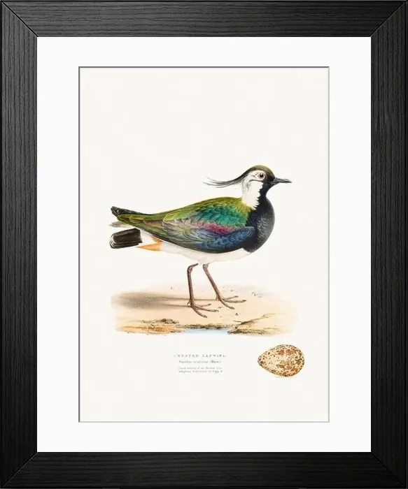 Framed Print : Vintage Bird Illustration: An exquisite depiction of British birds from the 19th century Framed Print : Vintage Bird Illustration: An exquisite depiction of British birds from the 19th century