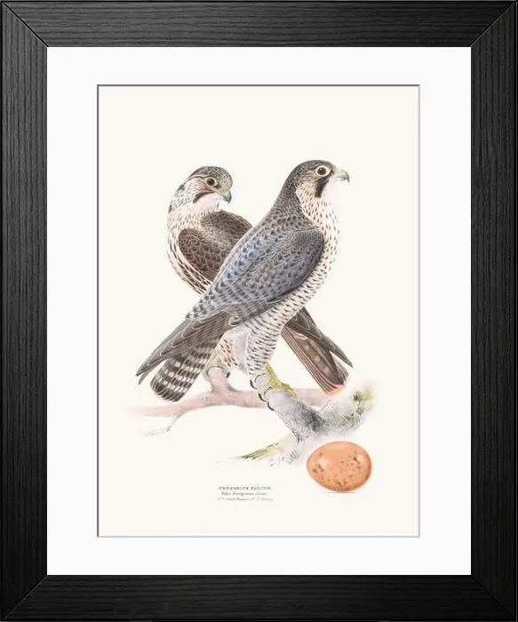 Framed Print : Vintage Bird Illustration: An exquisite depiction of British birds from the 19th century Framed Print : Vintage Bird Illustration: An exquisite depiction of British birds from the 19th century