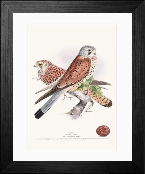 Framed Print : Vintage Bird Illustration: An exquisite depiction of British birds from the 19th century Framed Print : Vintage Bird Illustration: An exquisite depiction of British birds from the 19th century