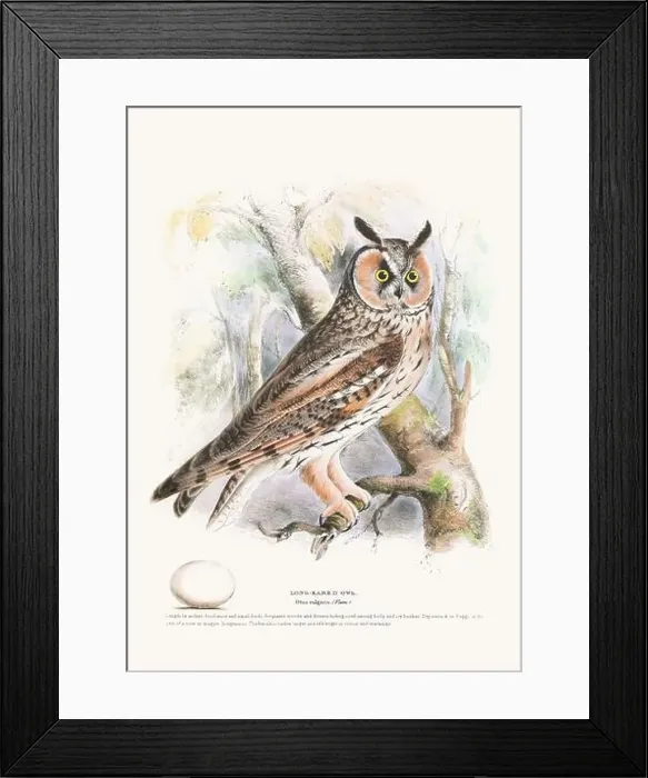 Framed Print : Vintage Bird Illustration: An exquisite depiction of British birds from the 19th century Framed Print : Vintage Bird Illustration: An exquisite depiction of British birds from the 19th century