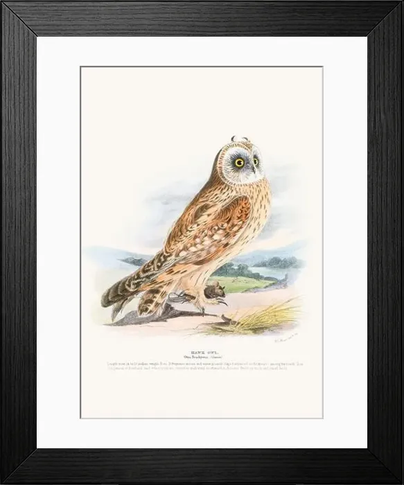 Framed Print : Vintage Bird Illustration: An exquisite depiction of British birds from the 19th century Framed Print : Vintage Bird Illustration: An exquisite depiction of British birds from the 19th century