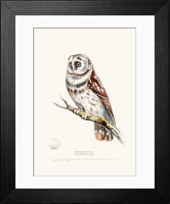 Framed Print : Vintage Bird Illustration: An exquisite depiction of British birds from the 19th century Framed Print : Vintage Bird Illustration: An exquisite depiction of British birds from the 19th century