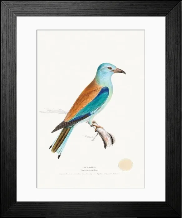 Framed Print : Vintage Bird Illustration: An exquisite depiction of British birds from the 19th century Framed Print : Vintage Bird Illustration: An exquisite depiction of British birds from the 19th century