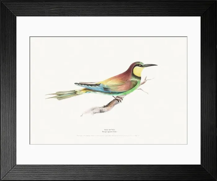 Framed Print : Vintage Bird Illustration: An exquisite depiction of British birds from the 19th century Framed Print : Vintage Bird Illustration: An exquisite depiction of British birds from the 19th century