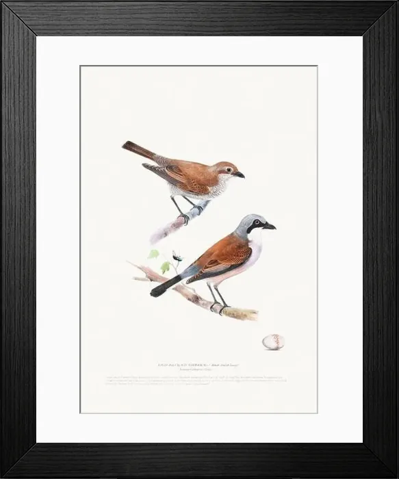 Framed Print : Vintage Bird Illustration: An exquisite depiction of British birds from the 19th century Framed Print : Vintage Bird Illustration: An exquisite depiction of British birds from the 19th century