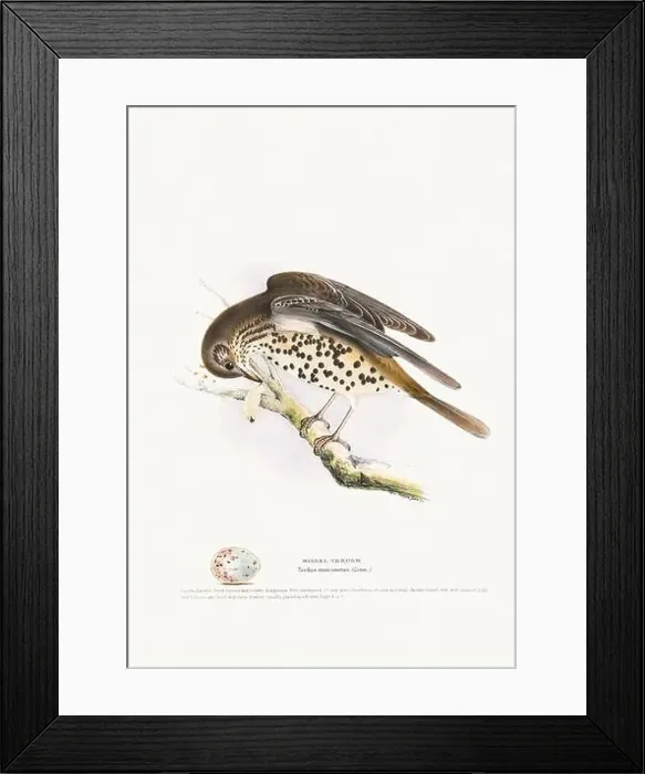 Framed Print : Vintage Bird Illustration: An exquisite depiction of British birds from the 19th century Framed Print : Vintage Bird Illustration: An exquisite depiction of British birds from the 19th century