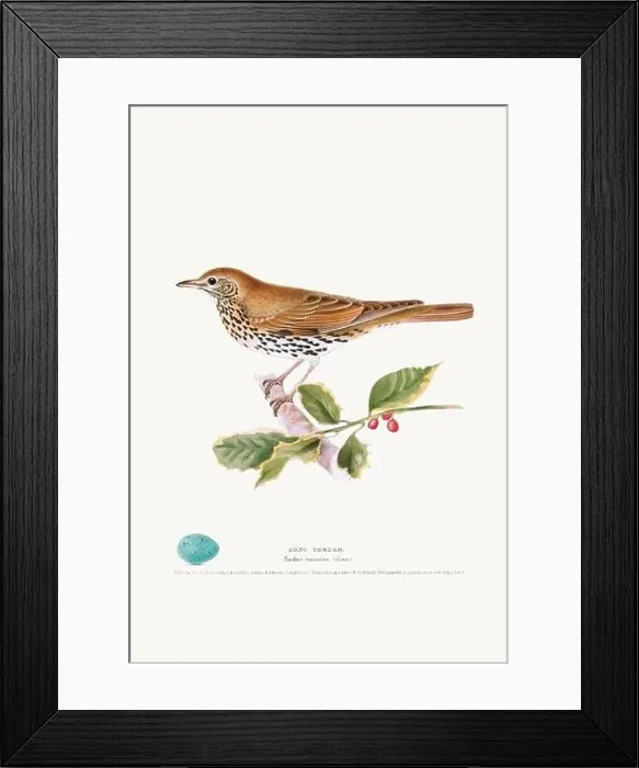 Framed Print : Vintage Bird Illustration: An exquisite depiction of British birds from the 19th century Framed Print : Vintage Bird Illustration: An exquisite depiction of British birds from the 19th century