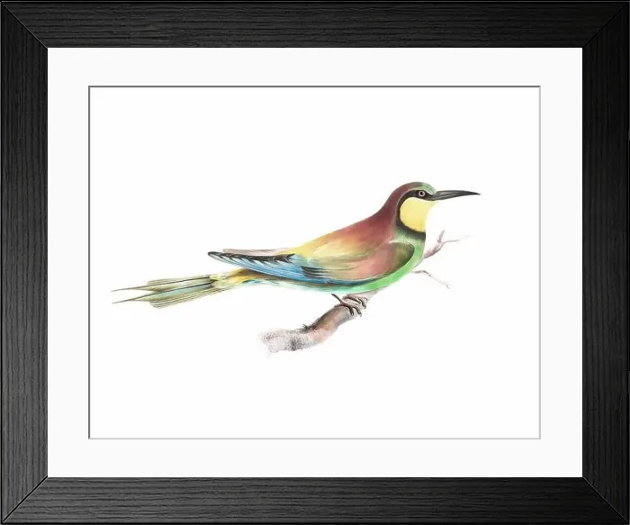 Framed Print : Bird art. Vintage-style bird illustration Framed Print : Bird art. Vintage-style bird illustration
