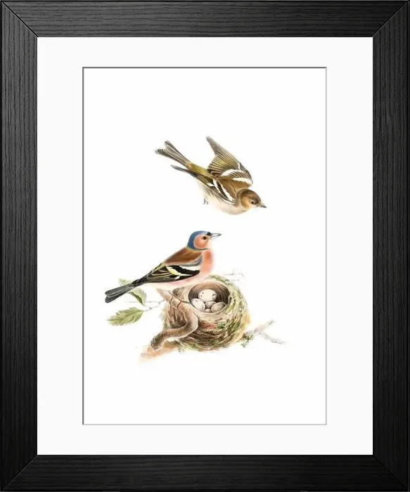 Framed Print : Bird art. Vintage-style bird illustration