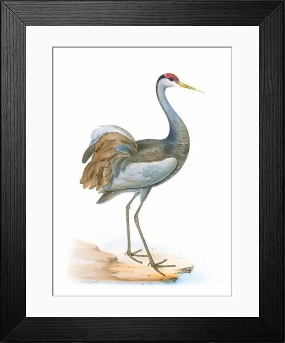 Framed Print : Bird art. Vintage-style Crane illustration Framed Print : Bird art. Vintage-style Crane illustration