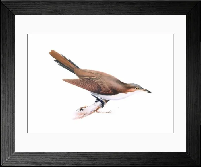 Framed Print : Bird art. Vintage-style bird illustration Framed Print : Bird art. Vintage-style bird illustration