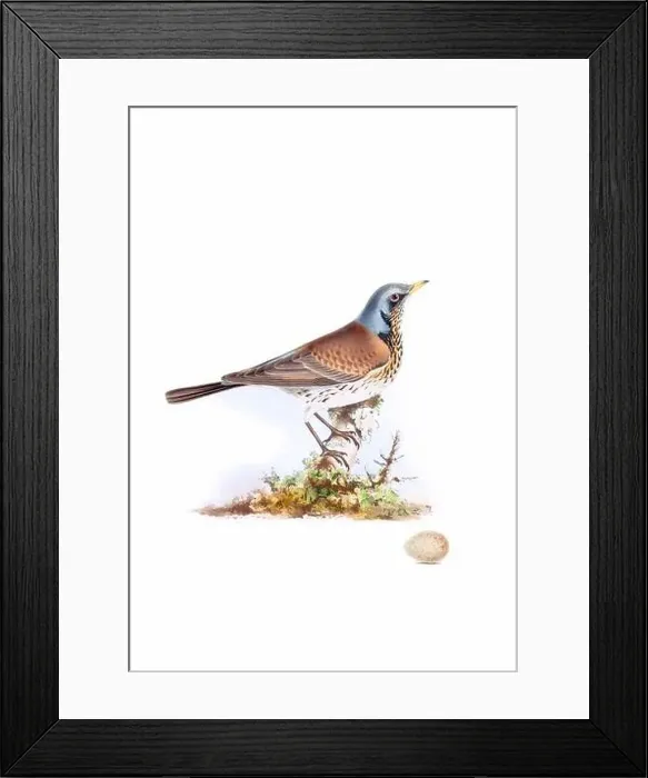 Framed Print : Bird art. Vintage-style bird illustration Framed Print : Bird art. Vintage-style bird illustration