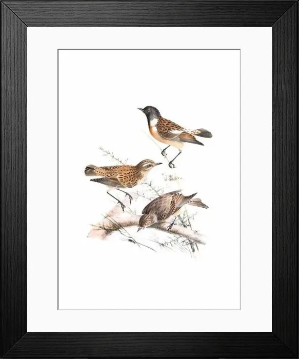 Framed Print : Bird art. Vintage-style bird illustration Framed Print : Bird art. Vintage-style bird illustration
