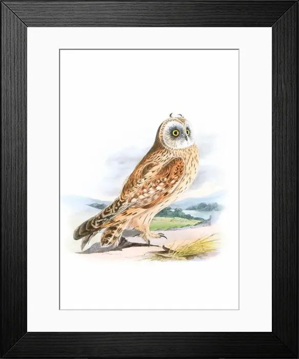 Framed Print : Bird art. Vintage-style Owl illustration Framed Print : Bird art. Vintage-style Owl illustration