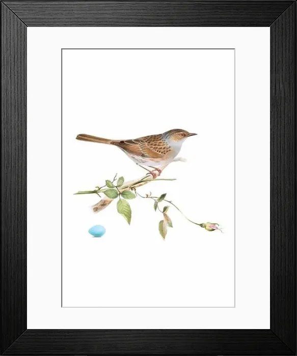 Framed Print : Bird art. Vintage-style bird illustration Framed Print : Bird art. Vintage-style bird illustration
