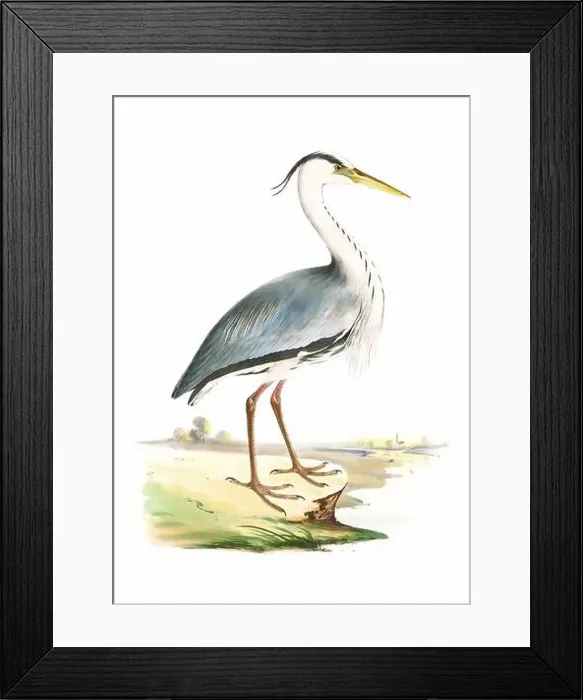 Framed Print : Bird art. Vintage-style Heron illustration Framed Print : Bird art. Vintage-style Heron illustration