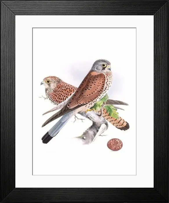 Framed Print : Bird art. Vintage-style bird illustration Framed Print : Bird art. Vintage-style bird illustration