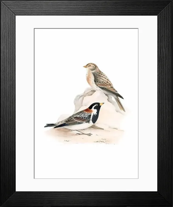 Framed Print : Bird art. Vintage-style bird illustration Framed Print : Bird art. Vintage-style bird illustration