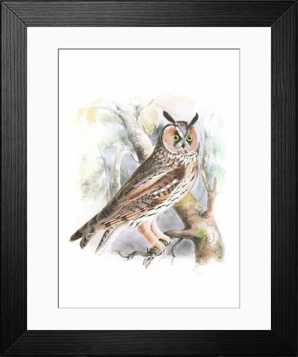 Framed Print : Bird art. Vintage-style Owl illustration Framed Print : Bird art. Vintage-style Owl illustration