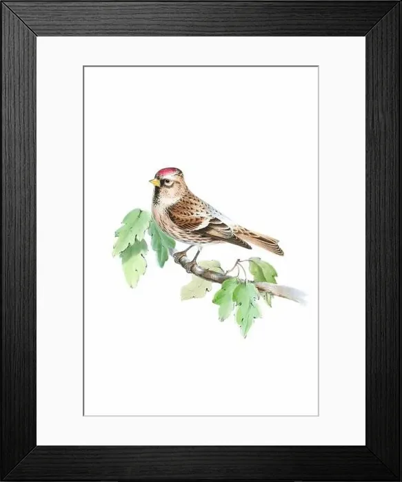 Framed Print : Bird art. Vintage-style bird illustration Framed Print : Bird art. Vintage-style bird illustration