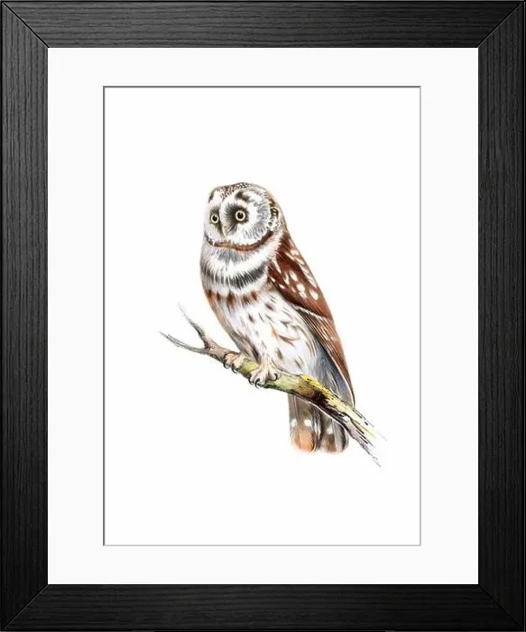 Framed Print : Bird art. Vintage-style Owl illustration Framed Print : Bird art. Vintage-style Owl illustration
