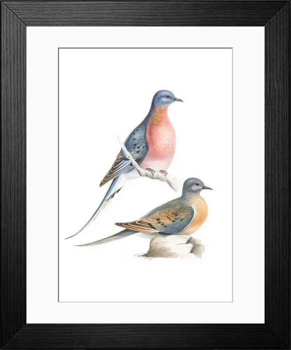 Framed Print : Bird art. Vintage-style Pigeon illustration Framed Print : Bird art. Vintage-style Pigeon illustration