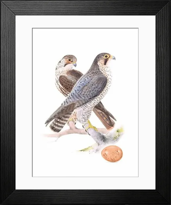 Framed Print : Bird art. Vintage-style bird illustration Framed Print : Bird art. Vintage-style bird illustration