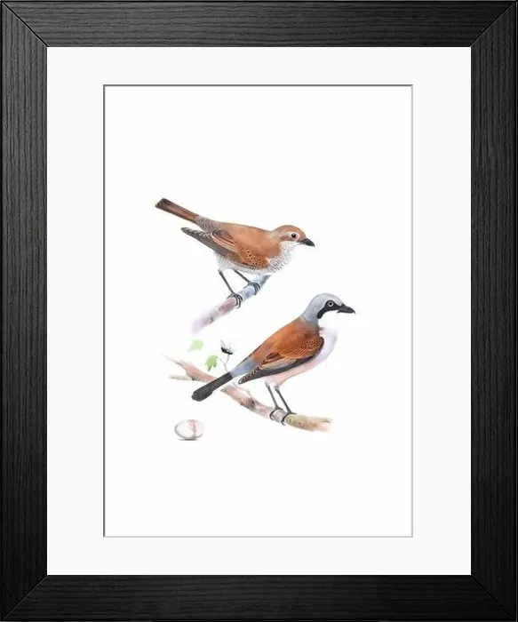 Framed Print : Bird art. Vintage-style bird illustration Framed Print : Bird art. Vintage-style bird illustration