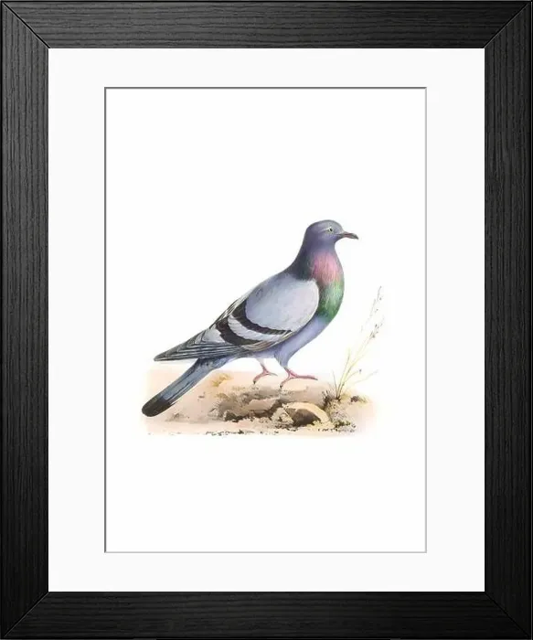 Framed Print : Bird art. Vintage-style Dove illustration Framed Print : Bird art. Vintage-style Dove illustration
