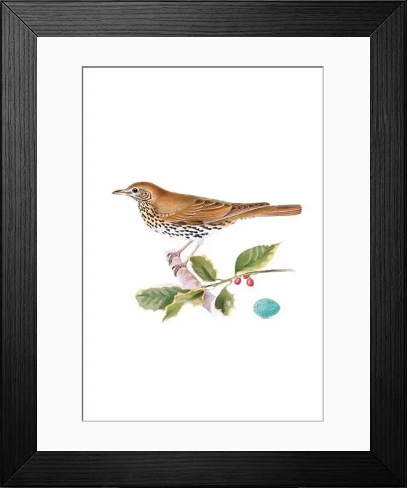 Framed Print : Bird art. Vintage-style bird illustration Framed Print : Bird art. Vintage-style bird illustration