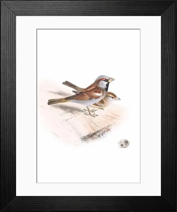 Framed Print : Bird art. Vintage-style bird illustration Framed Print : Bird art. Vintage-style bird illustration